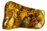 Detailed Fossil Beetle (Coleoptera) In Baltic Amber #109443-2